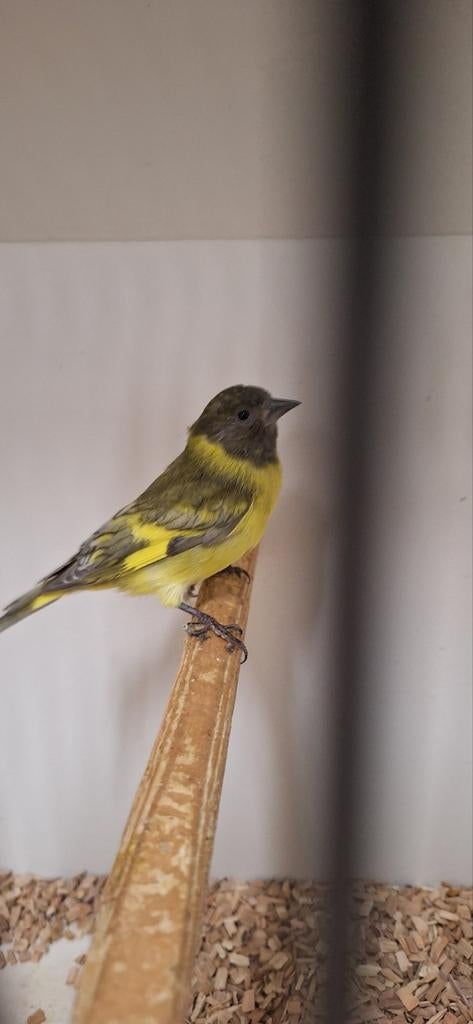 Mooie koppeltjes Zwartkop sijsen en losse poppen zitten koud, Dieren en Toebehoren, Meerdere dieren, Tropenvogel