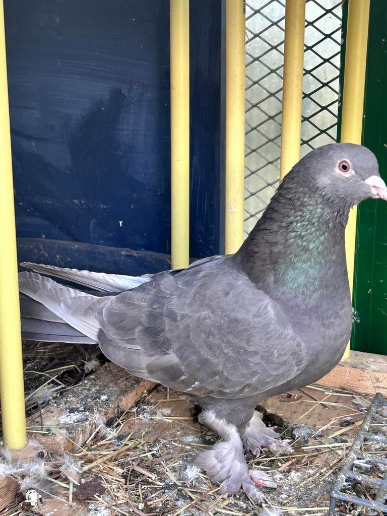 Takla koppel, Meerdere dieren, Overige soorten