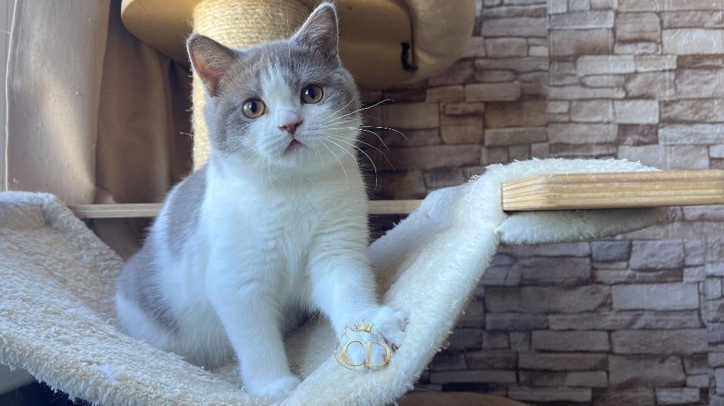 Prachtige Britse Korthaar kater – Lilac Bicolor, Kater, Met stamboom, 0 tot 2 jaar