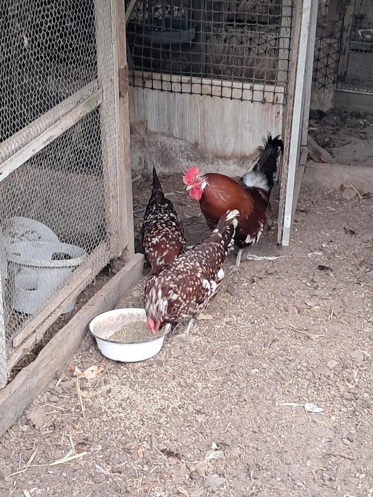 Kippen, Dieren en Toebehoren, Pluimvee, Vrouwelijk, Kip