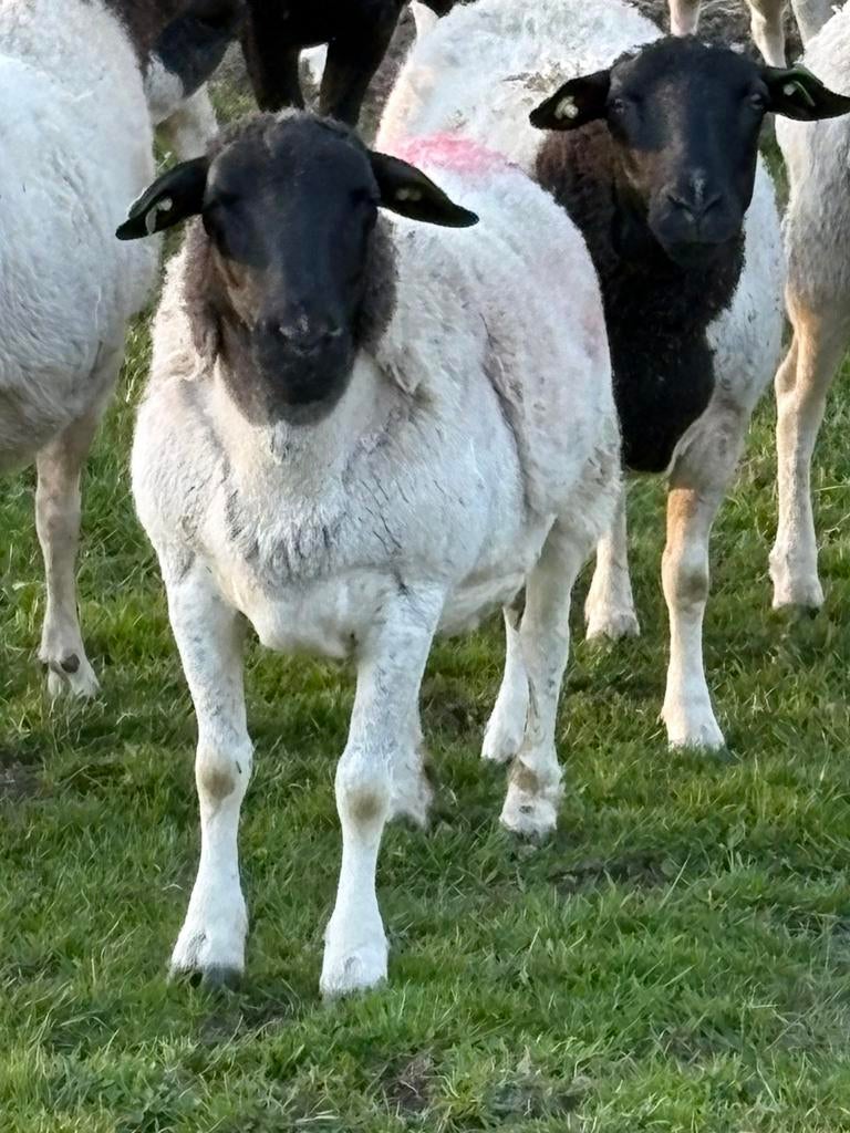 Tk Dorper ooi en een Dorper x swifter beide gedekt, Vrouwelijk, Schaap