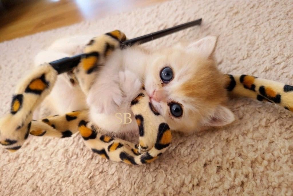 Lente Kittens verwacht. 🌷, Geslacht onbekend