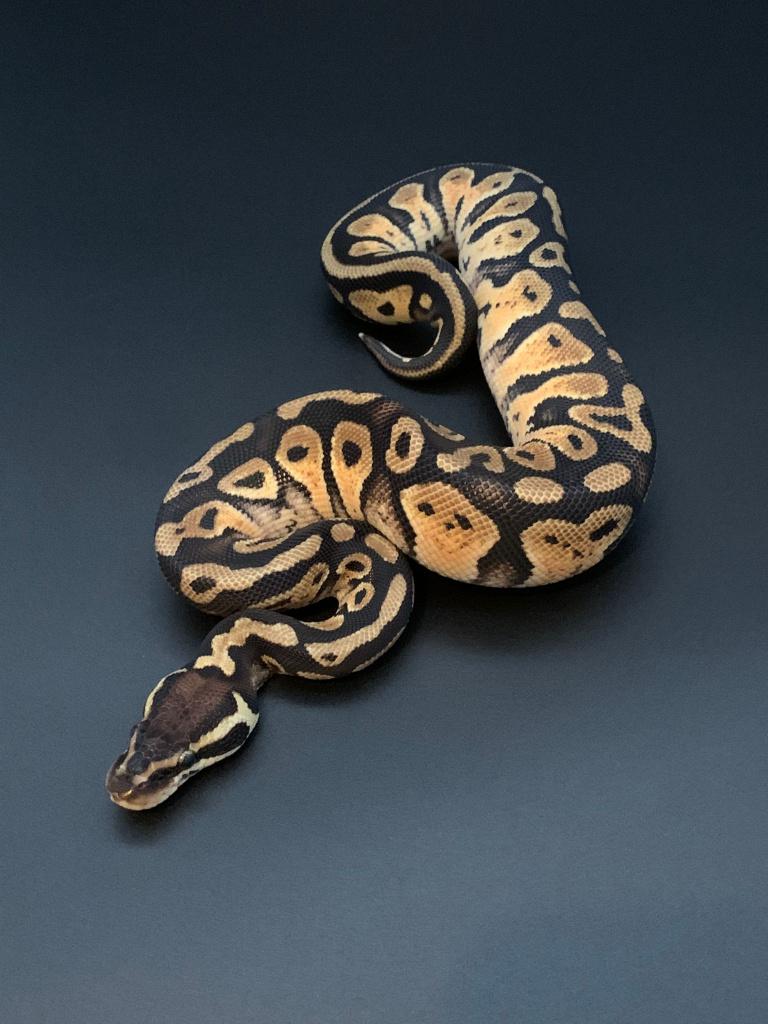 0.1 pastel het pied python regius, Dieren en Toebehoren, Slang, 0 tot 2 jaar