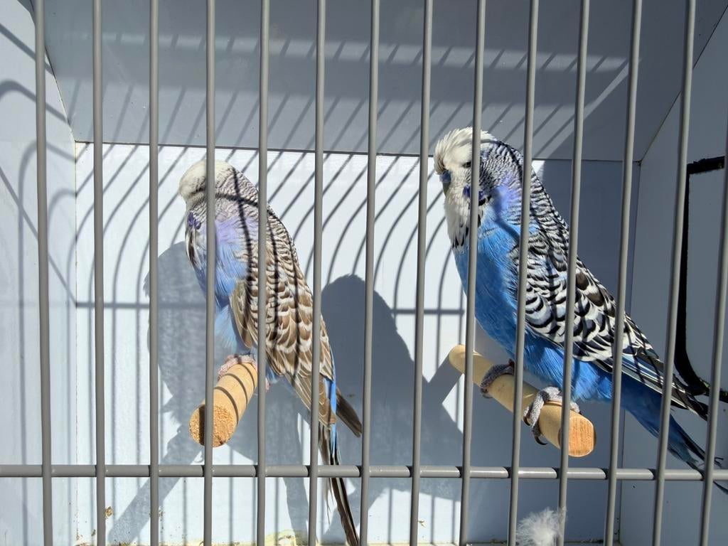 Mooie koppels engelse grasparkieten, Dieren en Toebehoren, Vogels | Parkieten en Papegaaien, Meerdere dieren, Parkiet, Geringd