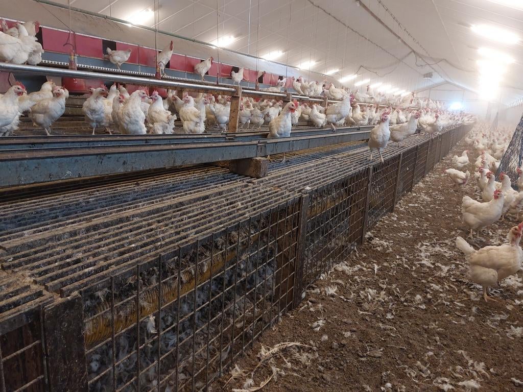 Kippen inventaris, Zakelijke goederen, Agrarisch | Veevoer, Ophalen of Verzenden