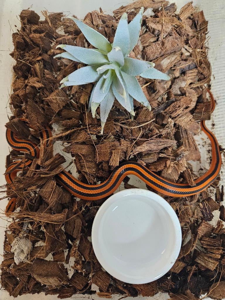 Oreocryptophis porphyraceus Bamboe rattenslang Rat Snake - female for sale from TerShop