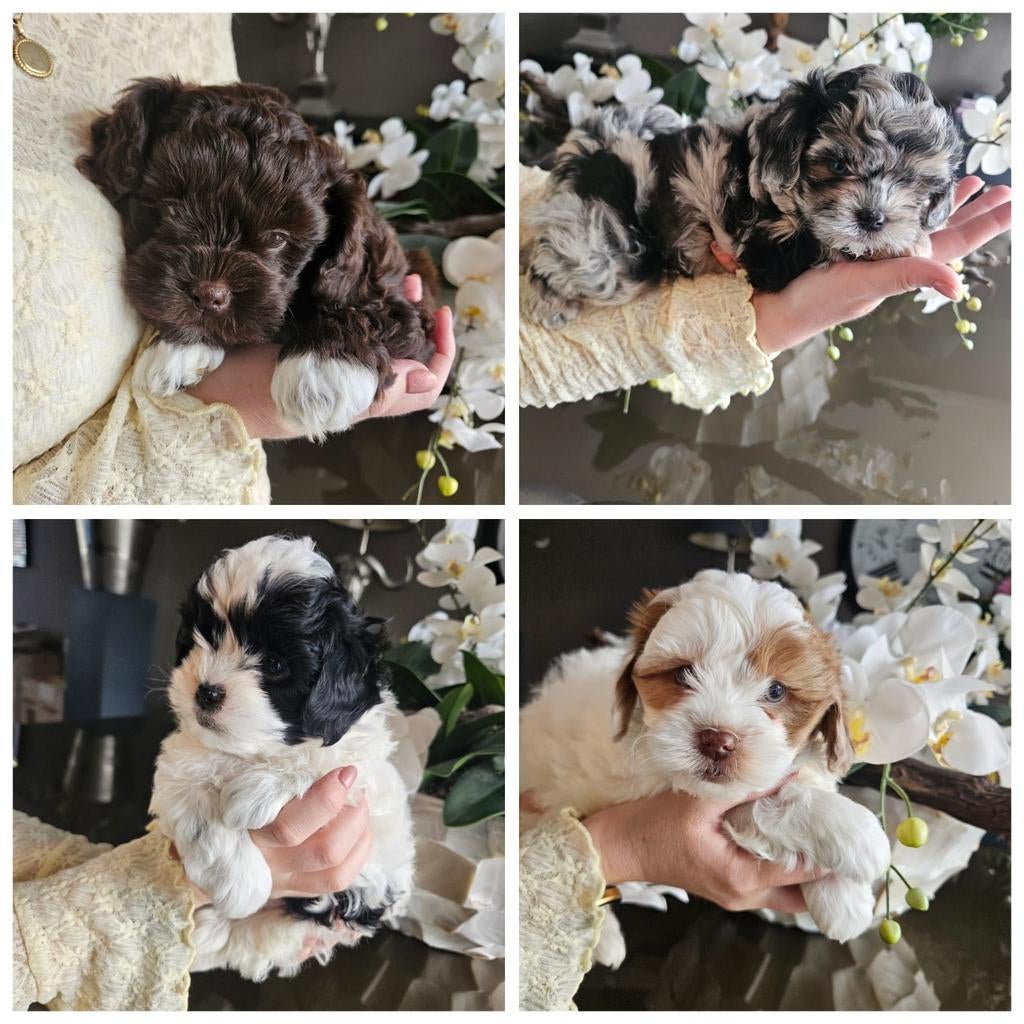 Maltipoo pups, Dieren en Toebehoren, Parvo, Overige rassen, 8 tot 15 weken, Meerdere