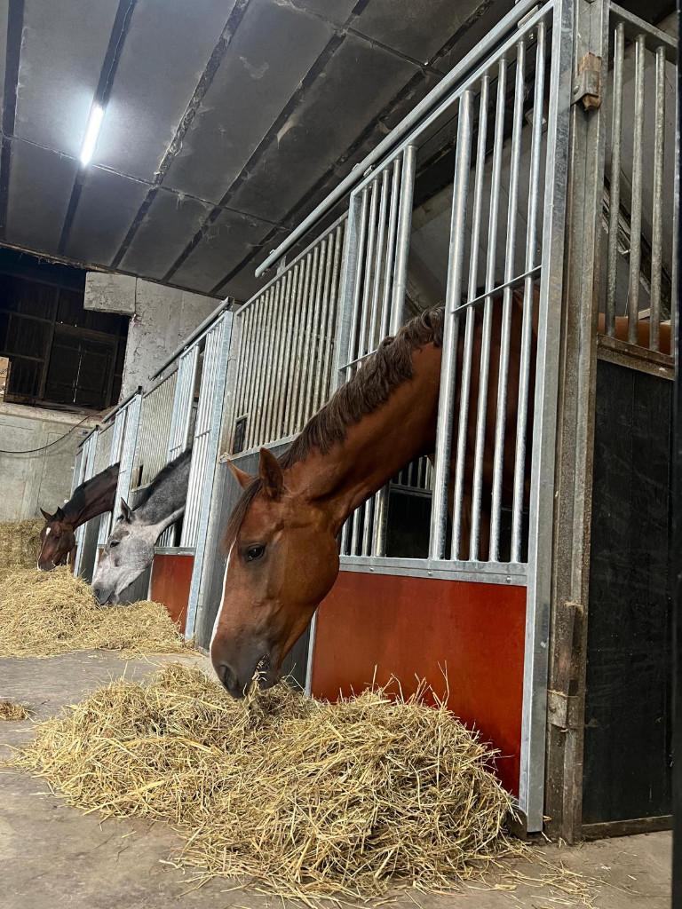 Deuren voor paardenbox, paardenboxen, staldeuren, staldeur, Dieren en Toebehoren, Stalling en Weidegang