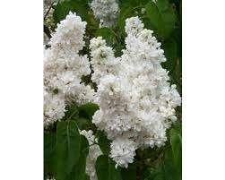 witte sering, Tuin en Terras, Overige soorten, Lente, Minder dan 100 cm, Ophalen