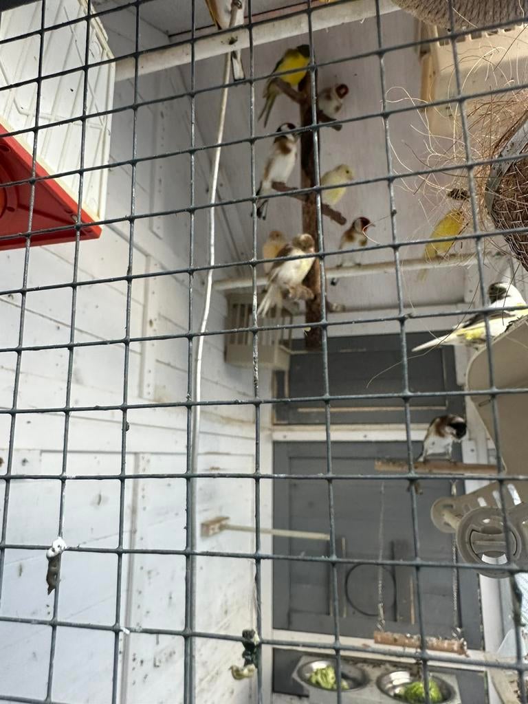 Majoor putter man, Dieren en Toebehoren, Vogels | Kanaries, Mannelijk, Bastaard