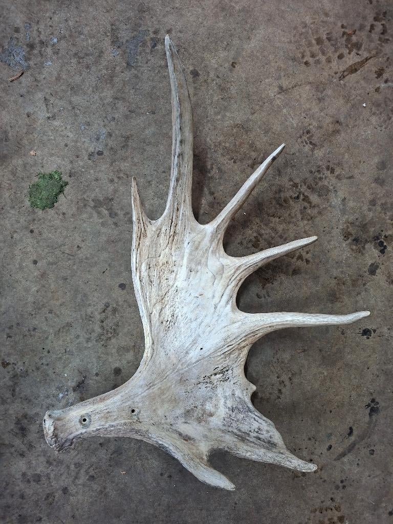 eland afwerpstang , eland gewei, Verzamelen, Dierenverzamelingen, Ophalen of Verzenden, Gebruikt, Hert, Gewei of Kop