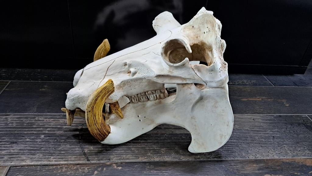 Nijlpaard schedel replica, Ophalen of Verzenden, Figuurtje