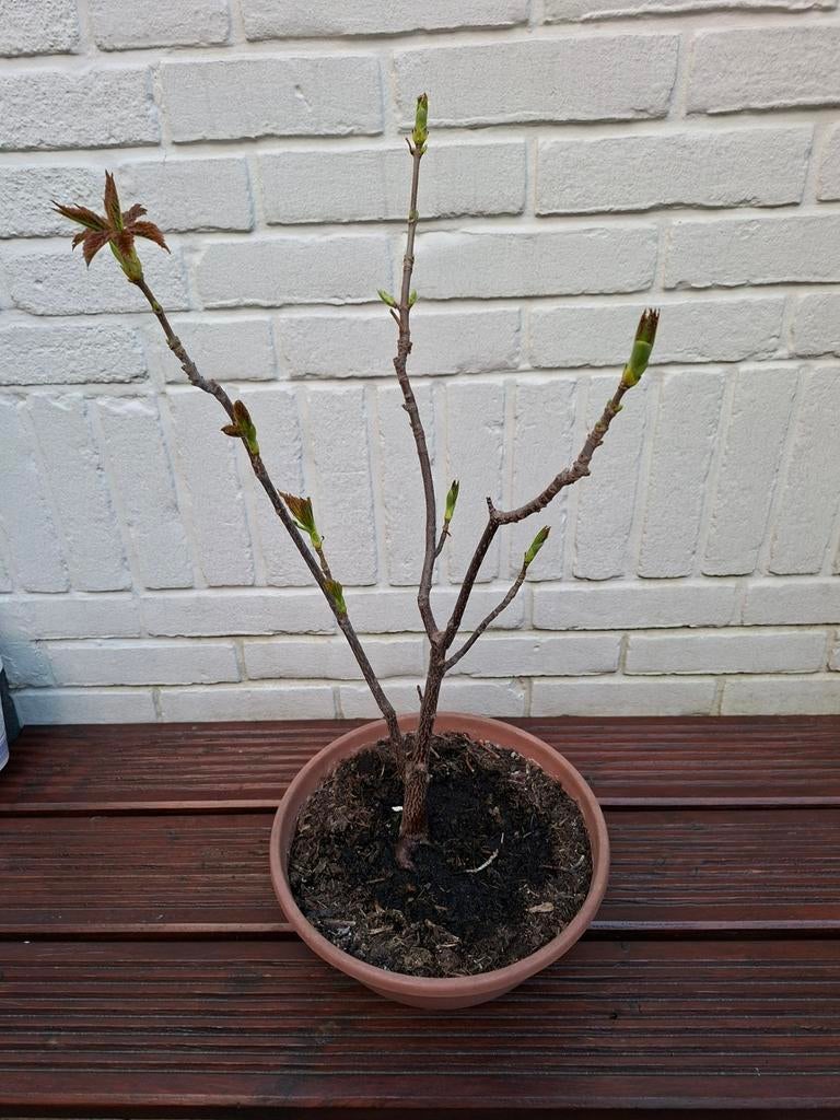 Bonsai, Ophalen, Bloeit niet, Halfschaduw, Overige soorten