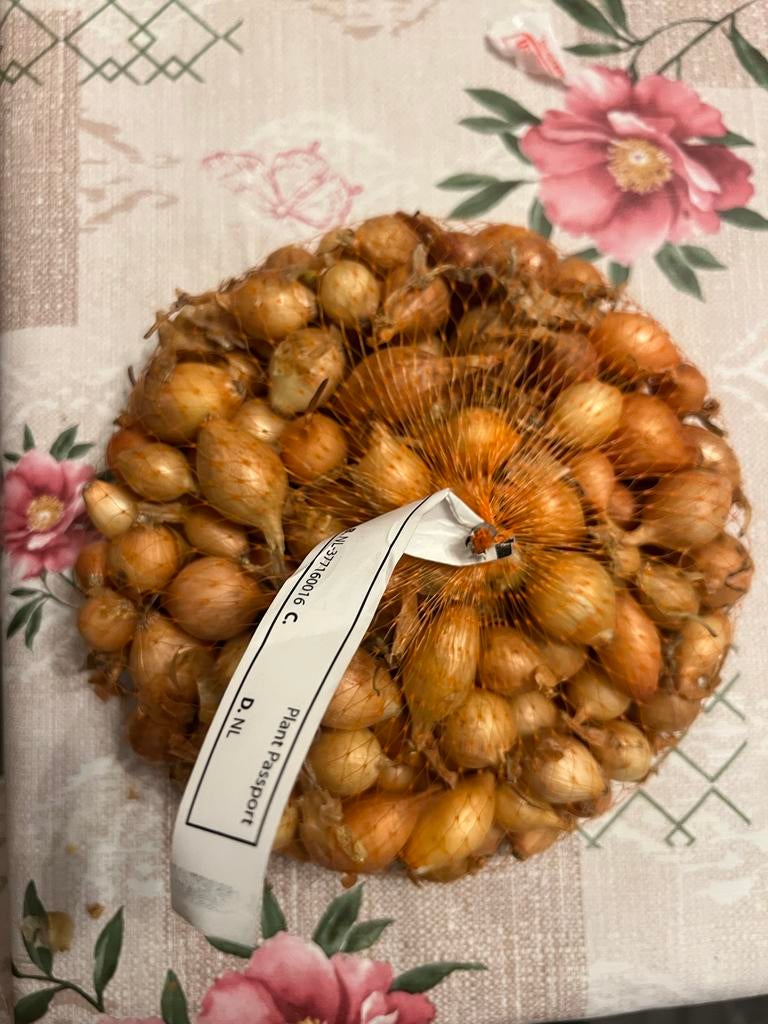 Pootuien 500 gram - Verse uien voor uw tuin, Tuin en Terras, Bloembollen en Zaden, Ophalen, Voorjaar, Volle zon, Bloembol