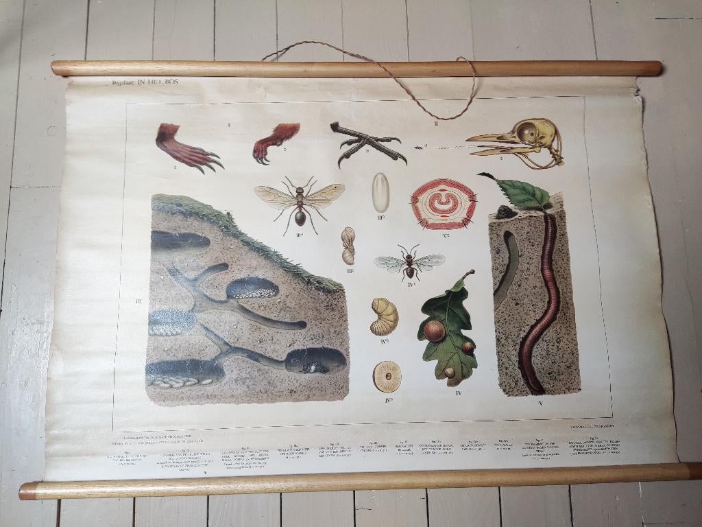 Schoolplaat: In het bos, Antiek en Kunst, Antiek | Schoolplaten, Ophalen of Verzenden, Natuur en Biologie