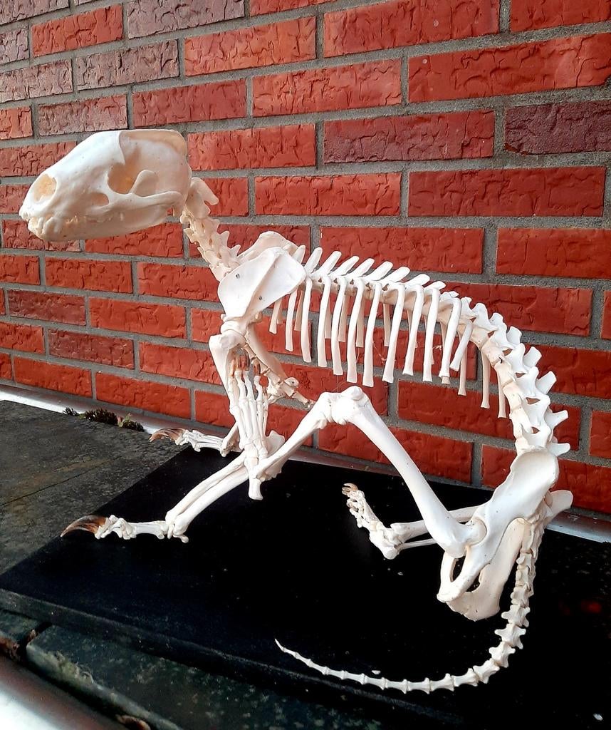 Skelet - DAS - (Meles / Dassen / Schedel), Ophalen