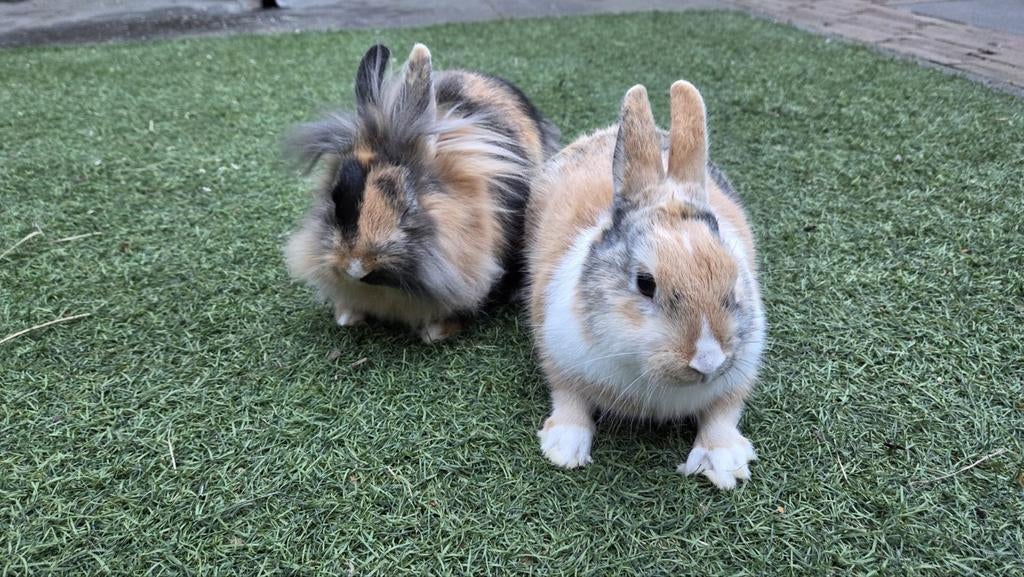 2x lieve dwerg/kleine konijntjes(1Fluffy)Ferplast Grand 120, Dieren en Toebehoren, Konijnen, Meerdere dieren, Klein, 0 tot 2 jaar