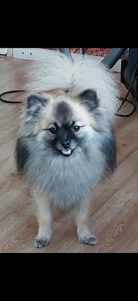 Oppas gezocht hondje, Ophalen of Verzenden