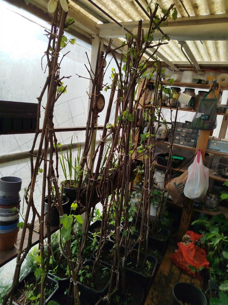 Druiven boom, Ophalen of Verzenden, Volle zon, Overige soorten