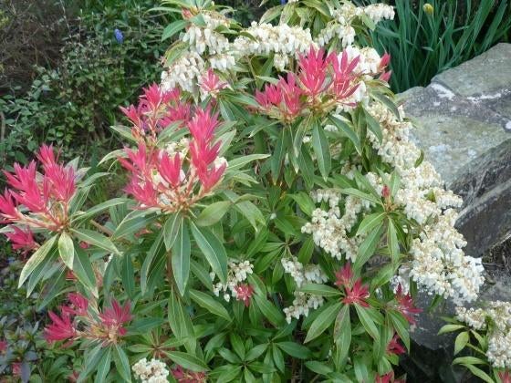 Pieris Forest flame vanaf €7,95, Ophalen, Lente, Overige soorten, Halfschaduw