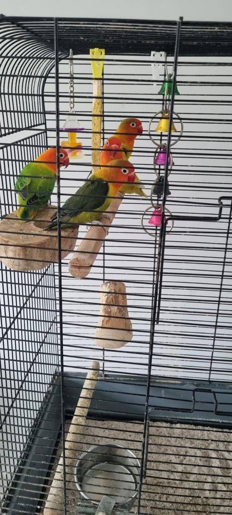 4 stuks Agoponis met kooi (2), Meerdere dieren, Dwergpapegaai of Agapornis