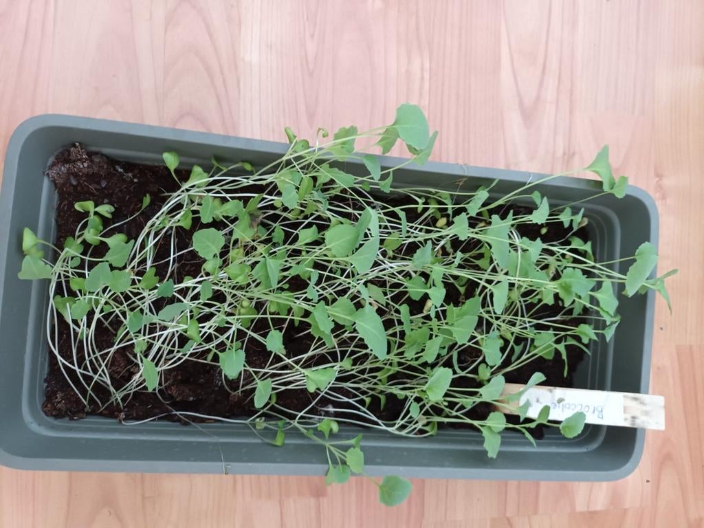 Spruiten plantjes volle bak, Tuin en Terras, Kweekspullen, Ophalen, Kweeklamp