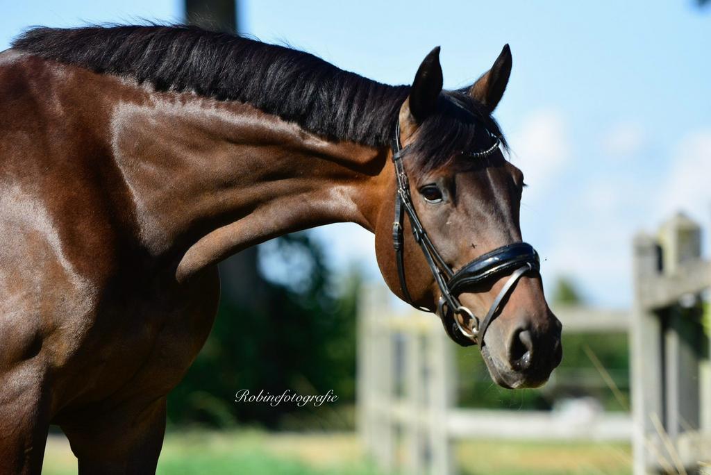 Lieve 18 jarige KWPN merrie, Dieren en Toebehoren, Paarden, Merrie, Recreatiepaard, 11 jaar of ouder