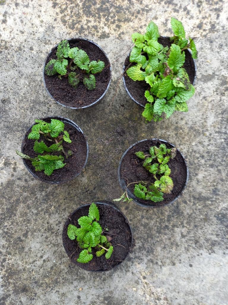 Citroenmelisse, Ophalen, Vaste plant, Kruiden, Volle zon