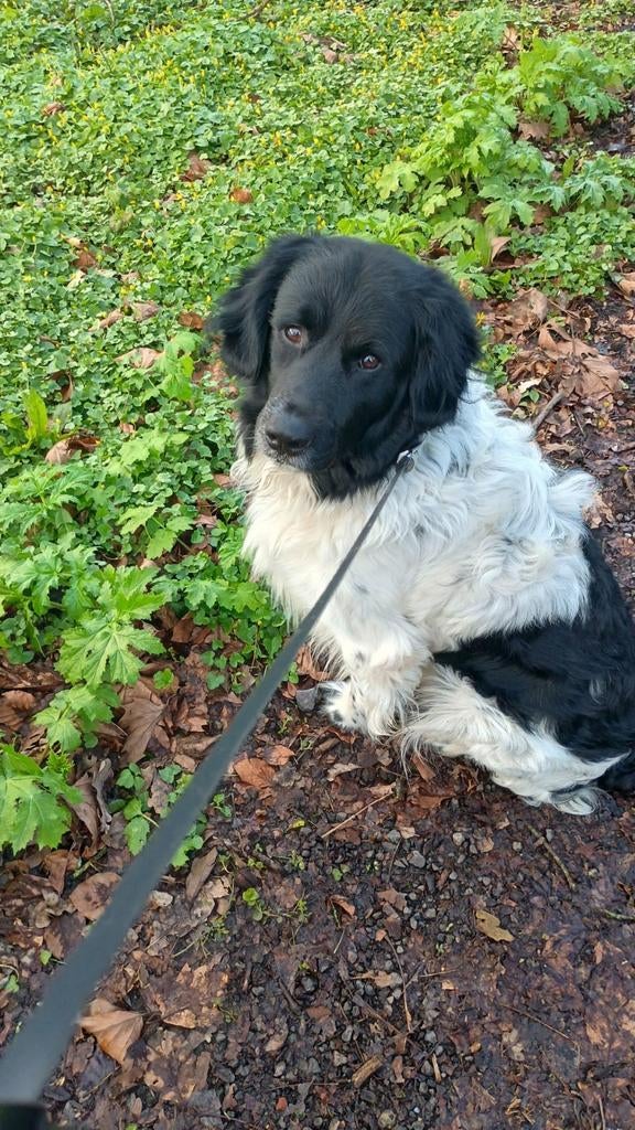 Lieve knuffelkont (Friese Stabij 4jr) zoekt nieuw mandje., Eén hond, 3 tot 5 jaar, Nederland, Particulier