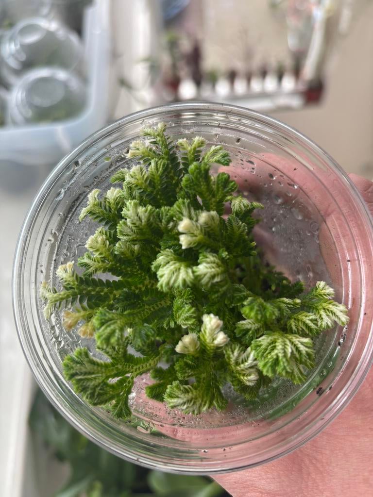 Selaginella martensii, Huis en Inrichting, Kamerplanten, Ophalen of Verzenden, Halfschaduw, Minder dan 100 cm