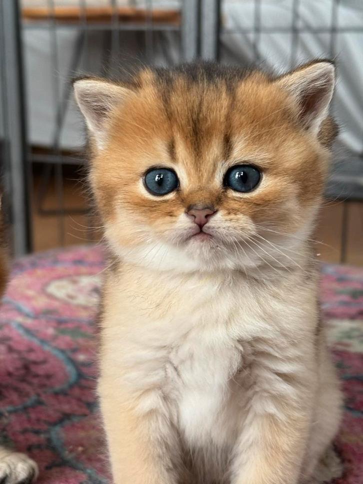 Britse korthaar golden shell KAMPIOENEN ouders gereserveerd, Dieren en Toebehoren, Katten en Kittens | Raskatten | Korthaar, Meerdere dieren