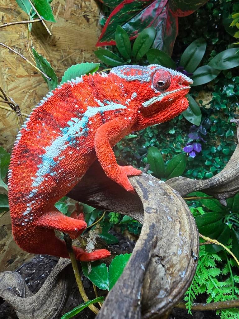 Furcifer pardalis vuurrood Chameleon - unknown for sale from Lost Treasures