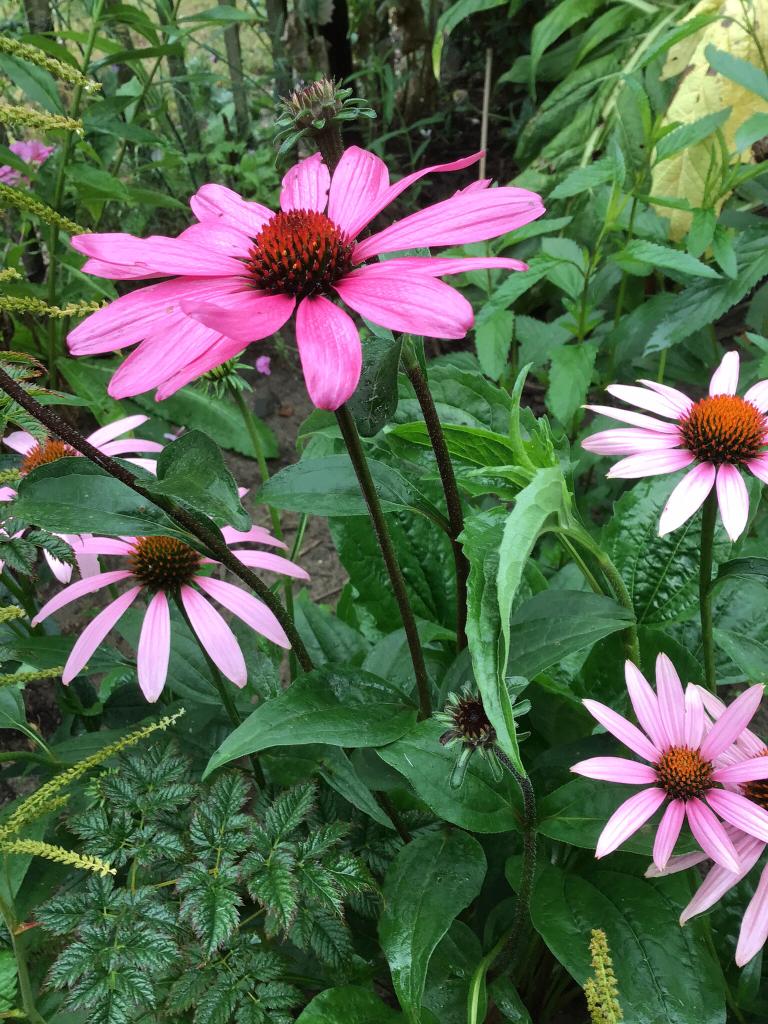 Echinacea purpurea – zonnehoed roze - elke 5e plant gratis, Volle zon, Vaste plant, Zomer, Ophalen