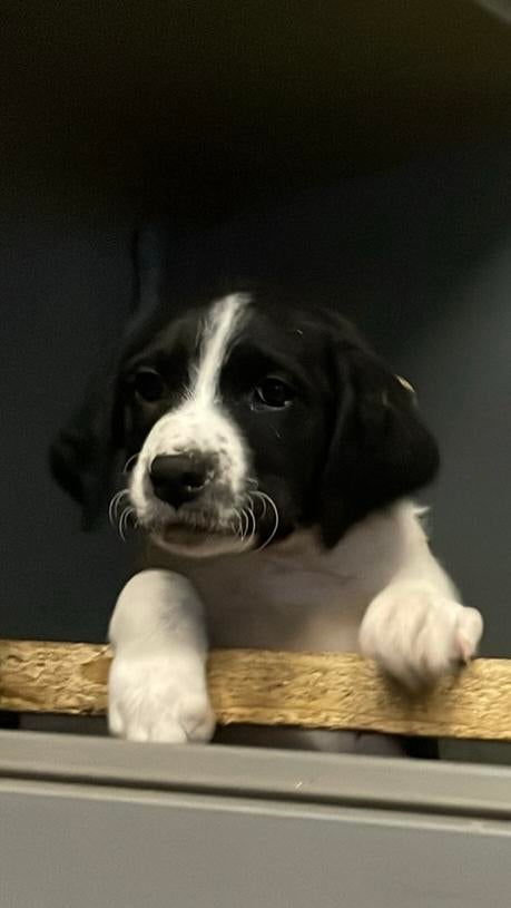 Laatste teefje!, Dieren en Toebehoren, 8 tot 15 weken, Parvo, Meerdere, Meerdere dieren
