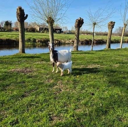Geit plus bokje, Dieren en Toebehoren, Meerdere dieren, Geit, 0 tot 2 jaar