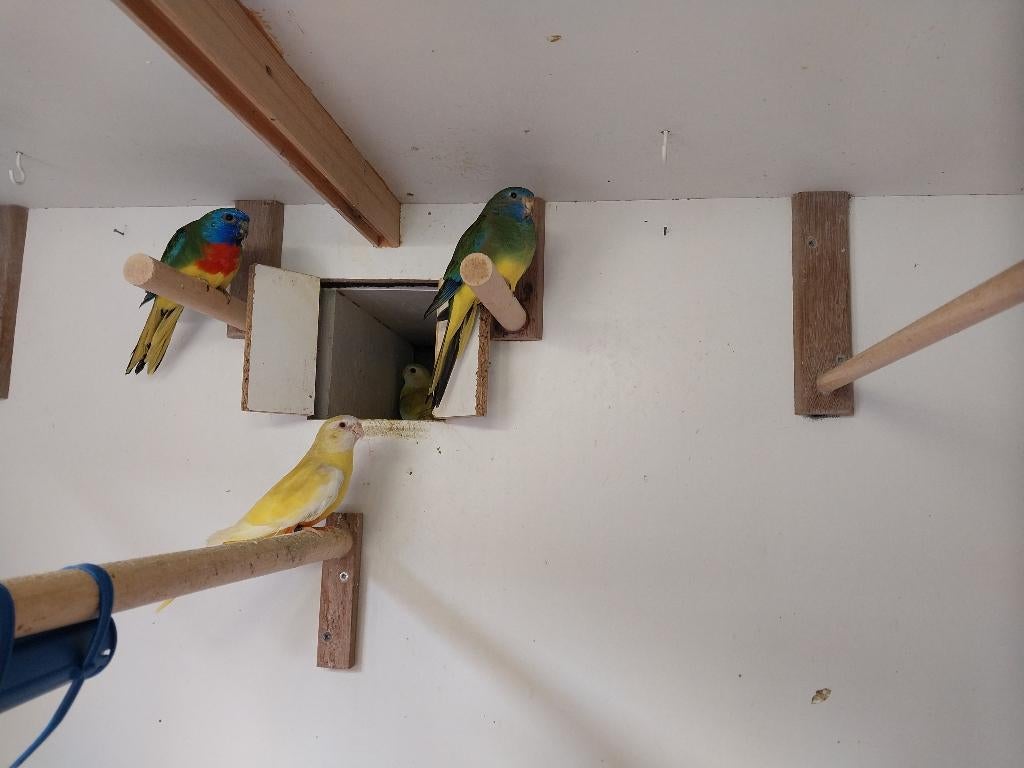 splendid parkieten, Dieren en Toebehoren, Meerdere dieren, Parkiet