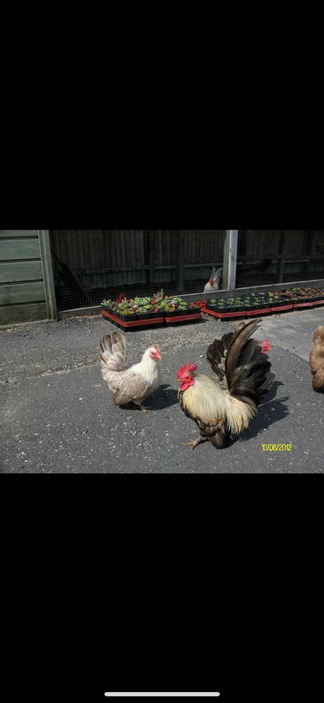 Serama broedeieren 1€ per stuk, Dieren en Toebehoren, Geslacht onbekend, Kip