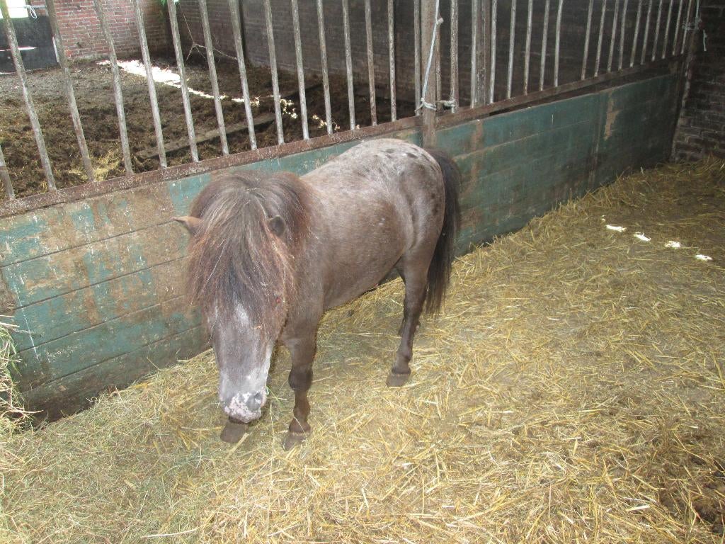 appaloosa dekhengstjes  87cm  en 79cm, Met stamboom, Niet van toepassing, 0 tot 2 jaar, Hengst