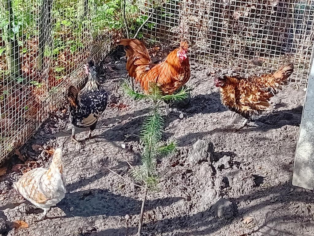 Appenzeller spitskuif kriel broedeieren., Dieren en Toebehoren, Pluimvee, Geslacht onbekend, Kip