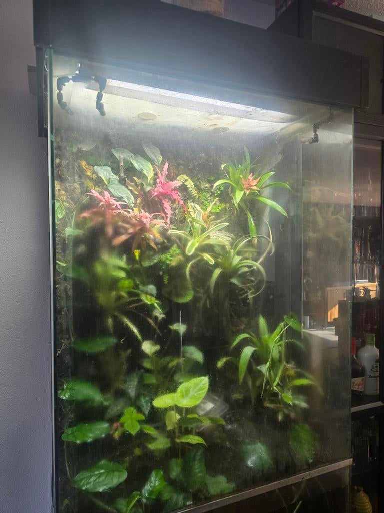 Paludarium te koop met gifkikkers, Dieren en Toebehoren, Reptielen en Amfibieën | Toebehoren, Ophalen