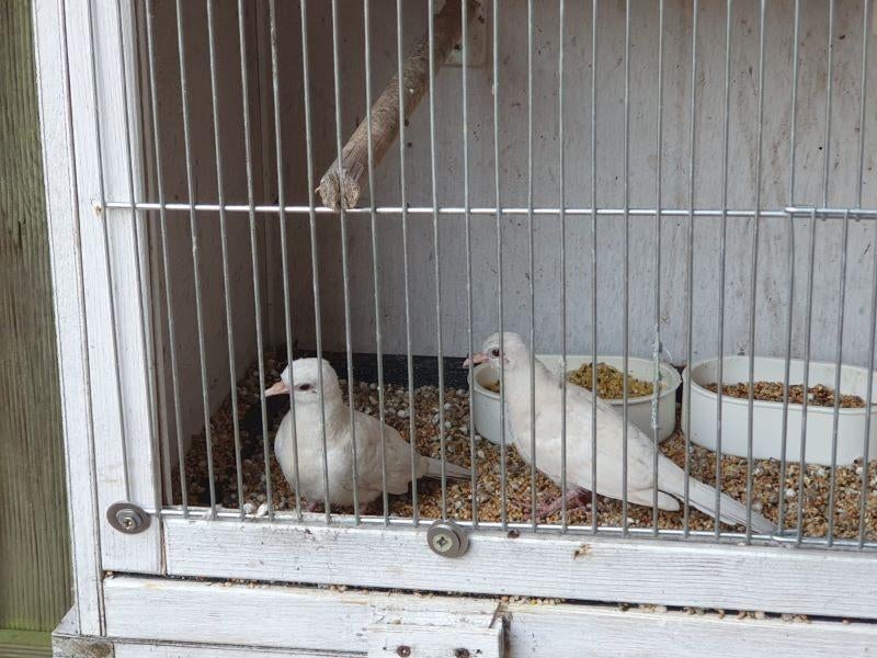 gezocht zebraduif 0-1, Vrouwelijk, Overige soorten