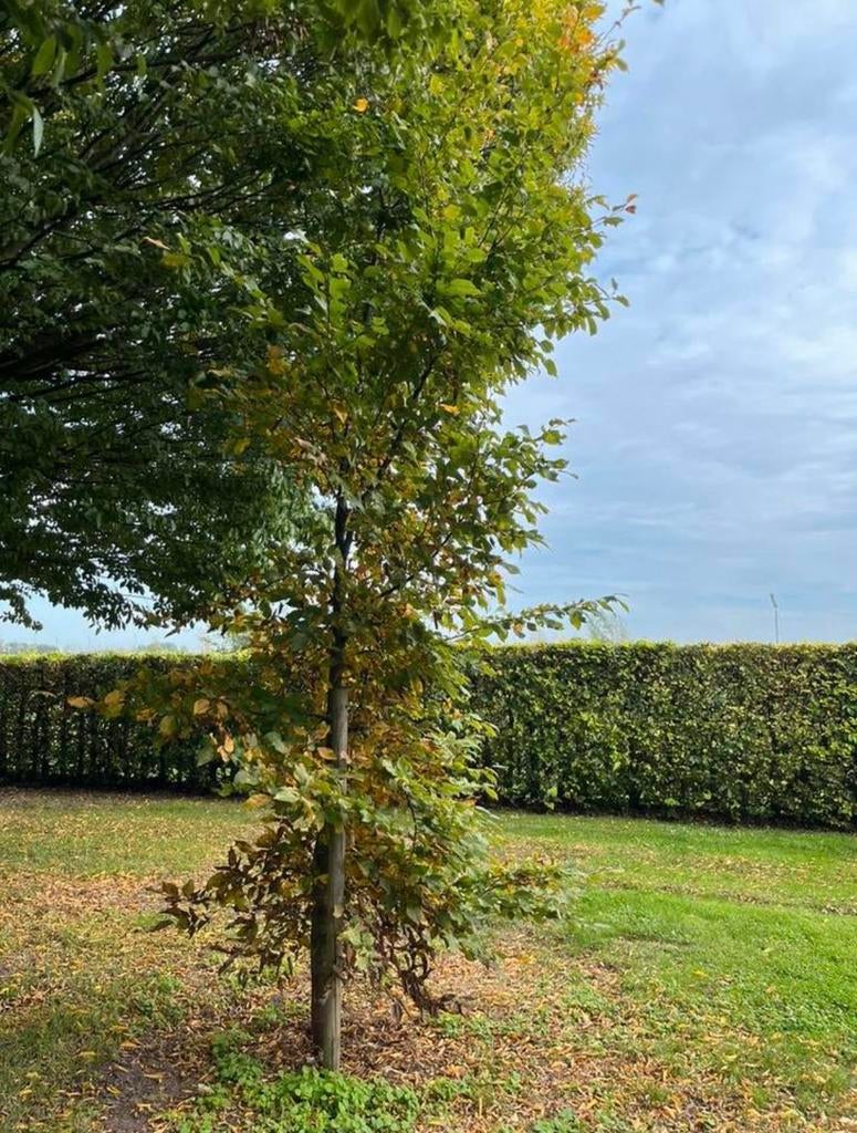 Groene beuk - gewone beuk - Fagus Sylvatica 450cm, Ophalen, Bloeit niet, Halfschaduw, Overige soorten