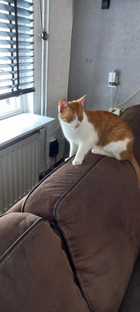 Gratis afhalen poesje 1,5 jaar oud wegens allergie, Poes