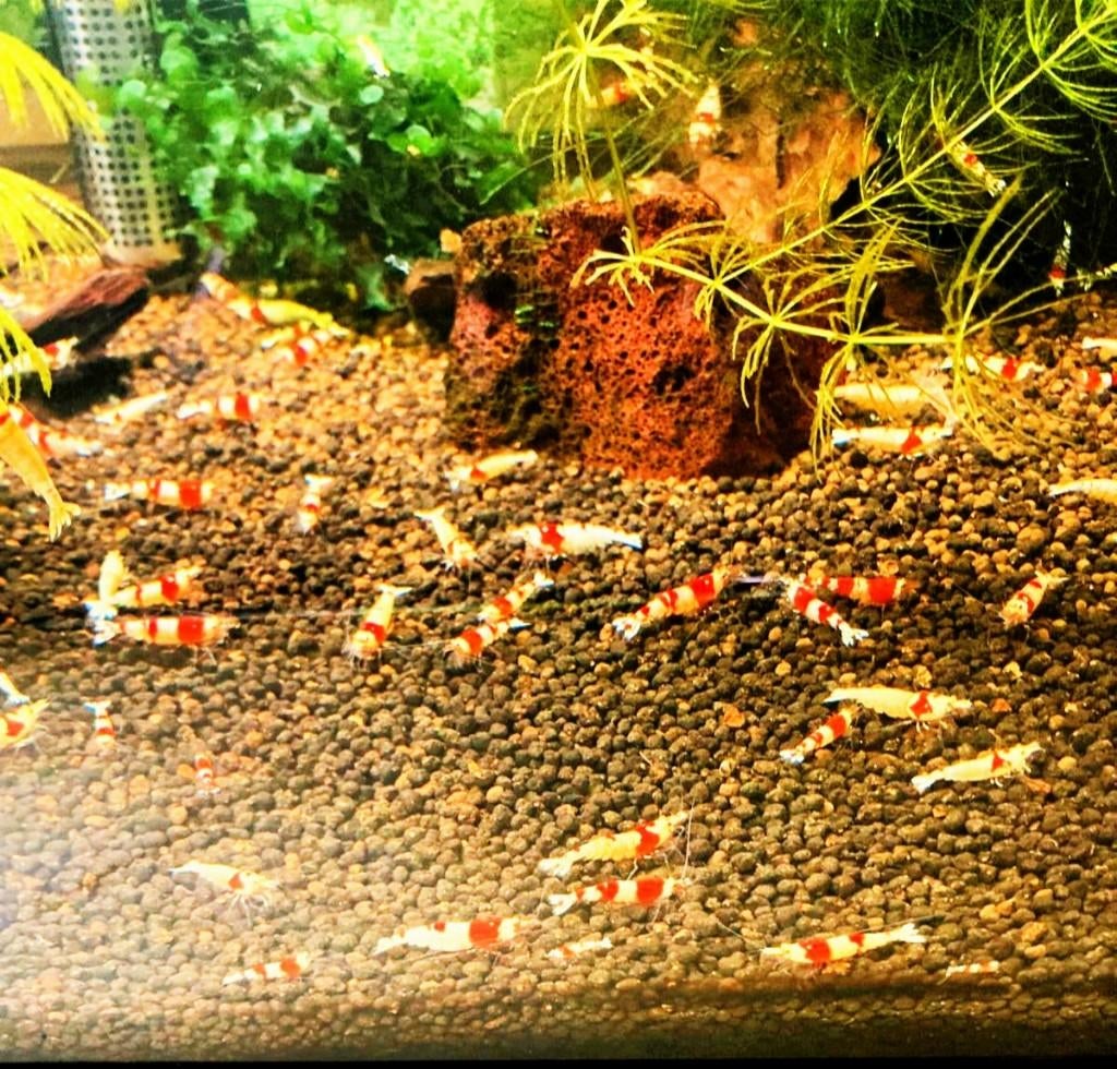 Crystal Red garnalen | Caridina, Dieren en Toebehoren, Vissen | Aquariumvissen, Kreeft, Krab of Garnaal, Zoetwatervis