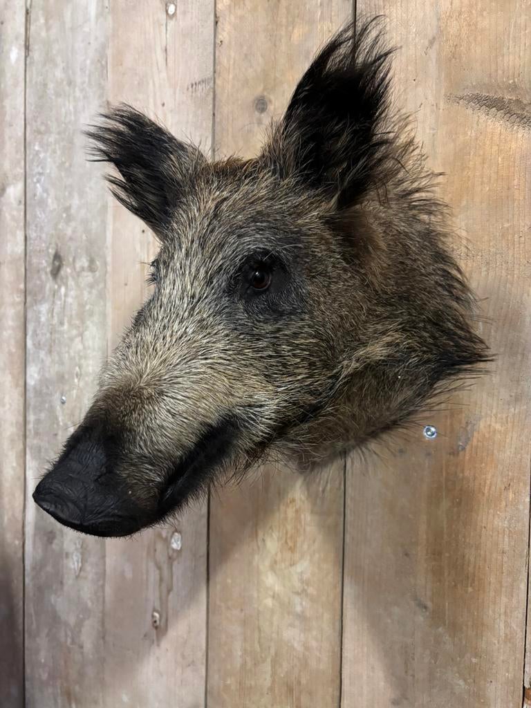 Mooi nieuw opgezet zwijntje, Verzamelen, Dierenverzamelingen, Ophalen of Verzenden, Nieuw, Wild dier, Opgezet dier