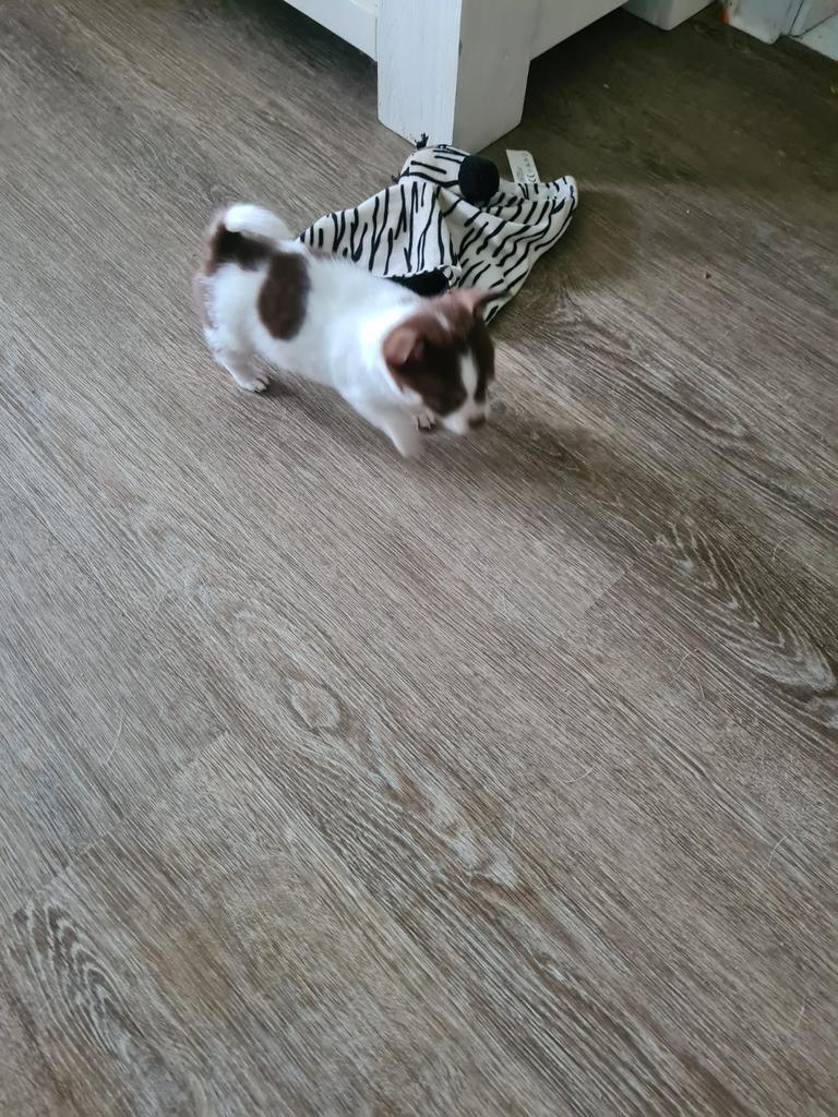 Mooie chihuahua pomeriaan teefje 8 weken oud mama chi, Teef, Eén hond, Chihuahua, Nederland