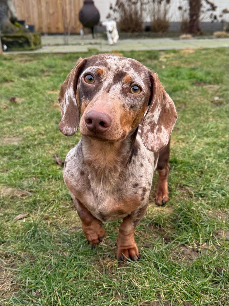 Dwerg teckel Dekreu, Dieren en Toebehoren, Reu, 1 tot 2 jaar, Parvo, Meerdere