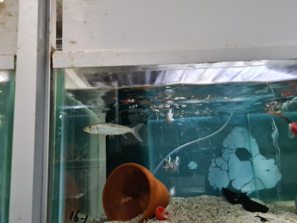 Hydrocynus Vittatus, tijgervis, Dieren en Toebehoren, Vissen | Aquariumvissen, Zoetwatervis, Vis