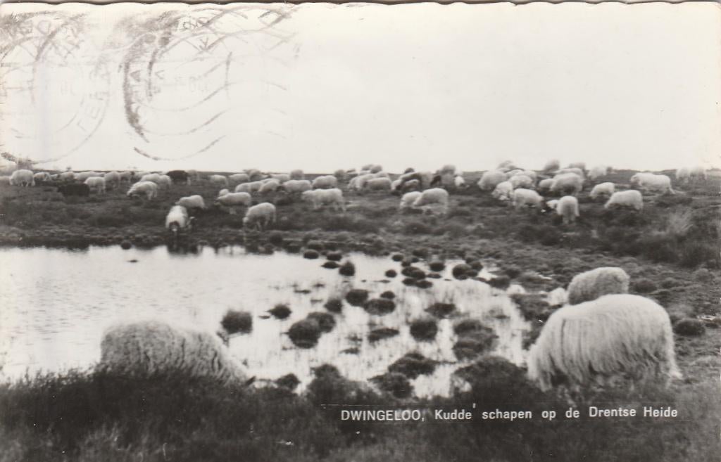 dwingeloo- kudde schapen, Ophalen of Verzenden, 1940 tot 1960, Friesland