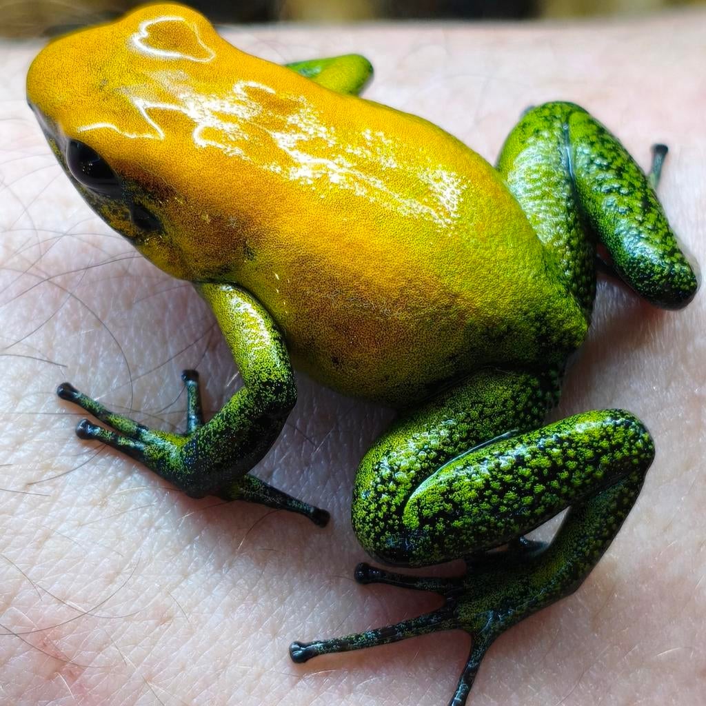 Phyllobates bicolor, Dieren en Toebehoren, Reptielen en Amfibieën, Amfibie, 0 tot 2 jaar